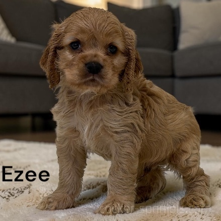 puppy, for, sale, Cocker Spaniel, Joe & Cherri  Overlease, dog, breeder, Miller, MO, dog-breeder, puppy-for-sale, forsale, nearby, find, puppyfind, locator, puppylocator, aca